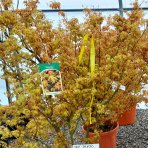 Javor dlaňolistý (Acer palmatum) ´KATSURA´ - výška 130-150 cm, kont. C25L